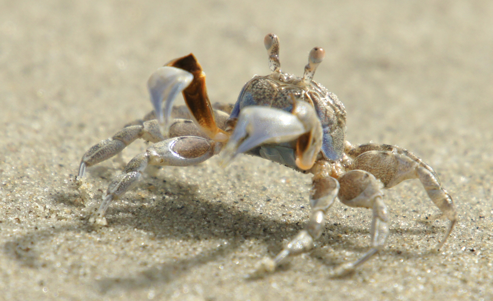 Defensive Crab