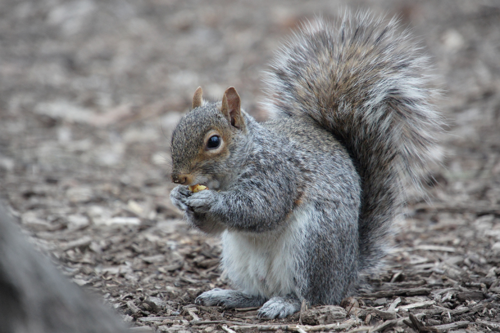 Gray Squirrel in Central Park